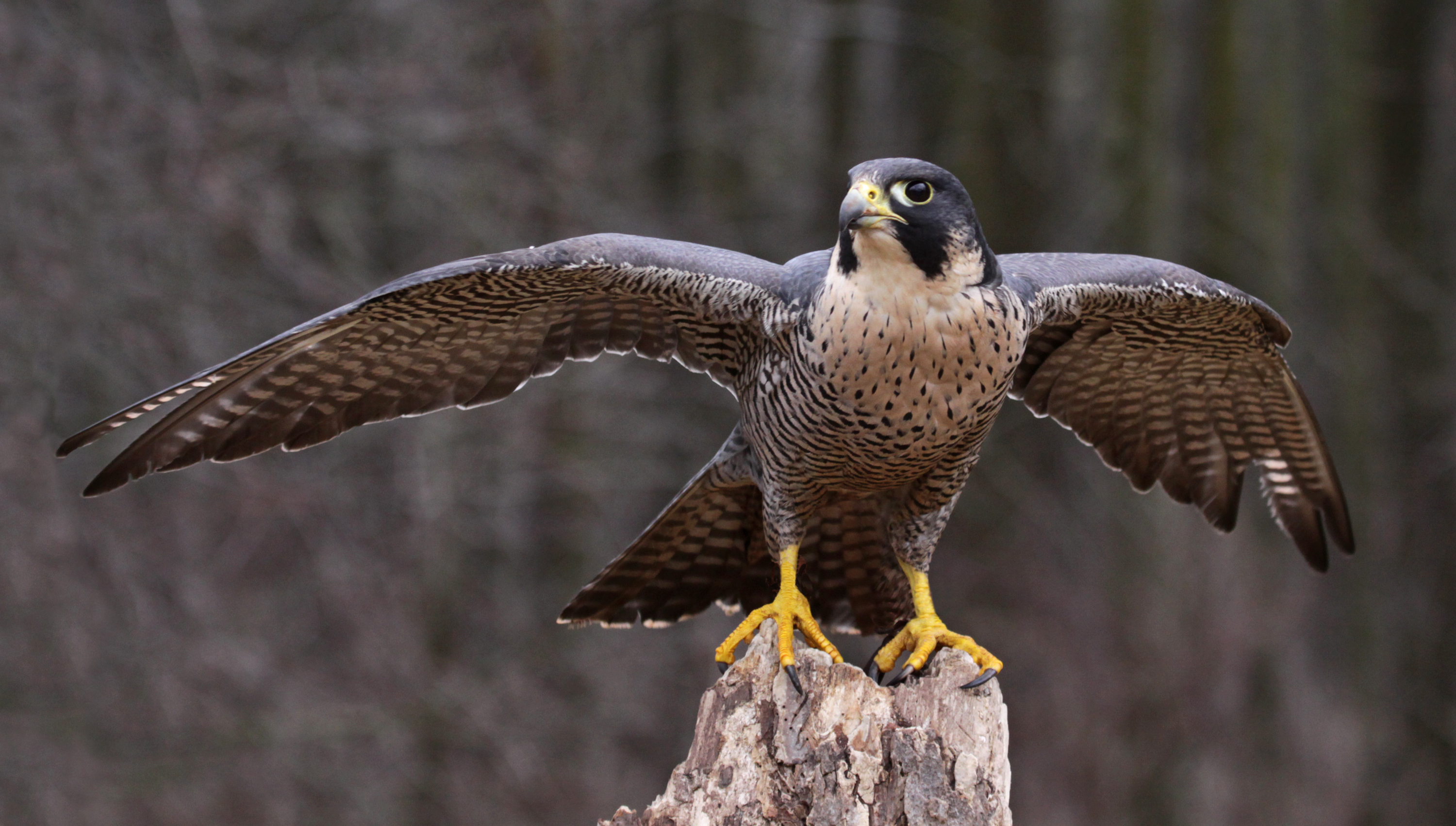Sterrin’s Dierenencyclopedie - De grote Feit- en Fabelshow